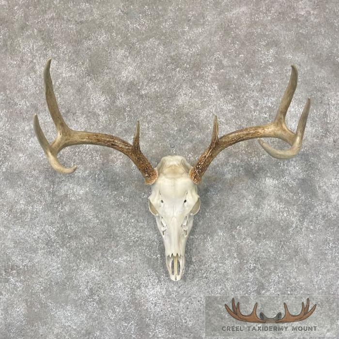 Whitetail Deer Skull European Taxidermy Mount For Sale