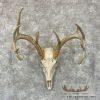 Whitetail Deer Skull European Taxidermy Mount For Sale