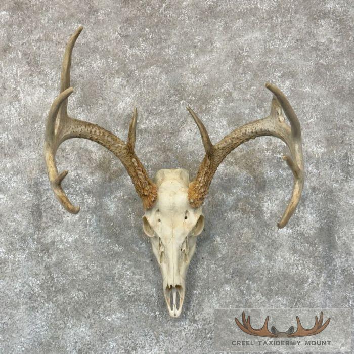 Whitetail Deer Skull European Taxidermy Mount For Sale