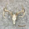 Whitetail Deer Skull European Taxidermy Mount For Sale