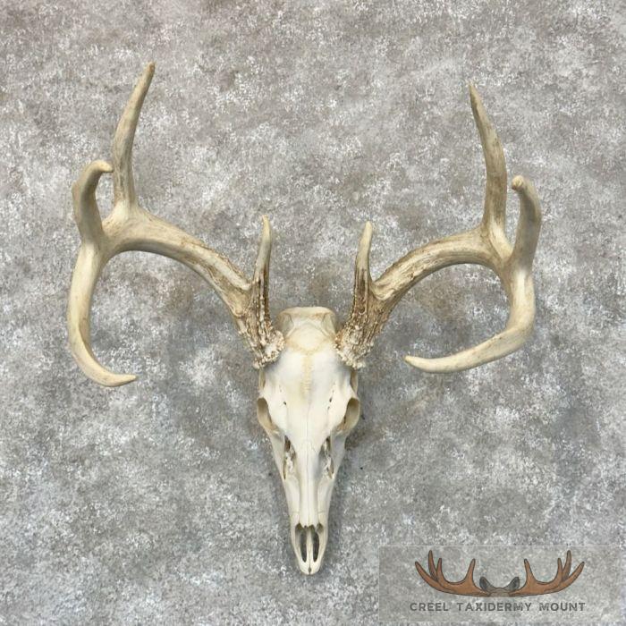 Whitetail Deer Skull European Taxidermy Mount For Sale