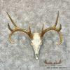 Whitetail Deer Skull European Taxidermy Mount For Sale