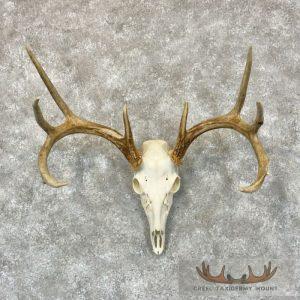 Whitetail Deer Skull European Taxidermy Mount Taxidermy