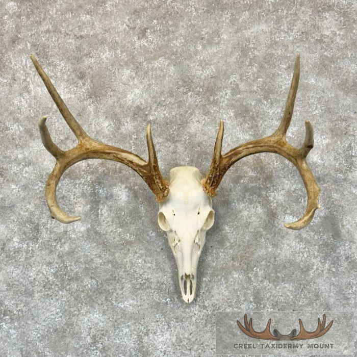 Whitetail Deer Skull European Taxidermy Mount For Sale