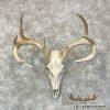 Whitetail Deer Skull European Taxidermy Mount For Sale