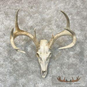 Whitetail Deer Skull European Taxidermy Mount Taxidermy