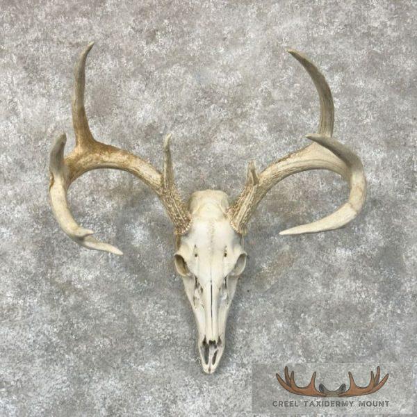 Whitetail Deer Skull European Taxidermy Mount For Sale
