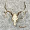 Whitetail Deer Skull European Taxidermy Mount For Sale