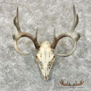 Whitetail Deer Skull European Taxidermy Mount Taxidermy