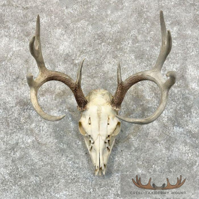 Whitetail Deer Skull European Taxidermy Mount For Sale