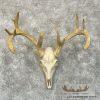 Whitetail Deer Skull European Taxidermy Mount For Sale