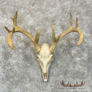 Whitetail Deer Skull European Taxidermy Mount Taxidermy