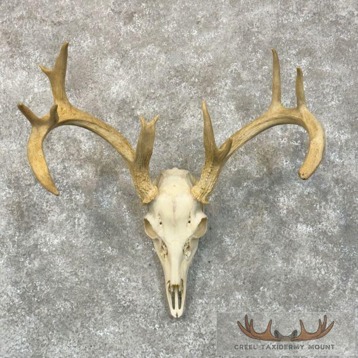 Whitetail Deer Skull European Taxidermy Mount For Sale