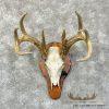 Whitetail Deer Skull European Taxidermy Mount For Sale