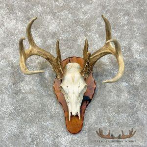 Whitetail Deer Skull European Taxidermy Mount Taxidermy