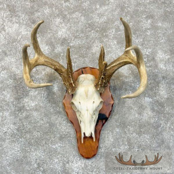 Whitetail Deer Skull European Taxidermy Mount For Sale