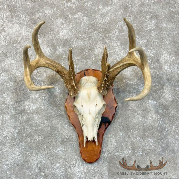 Whitetail Deer Skull European Taxidermy Mount For Sale