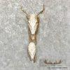 Whitetail Deer Skulls European Taxidermy Mount For Sale