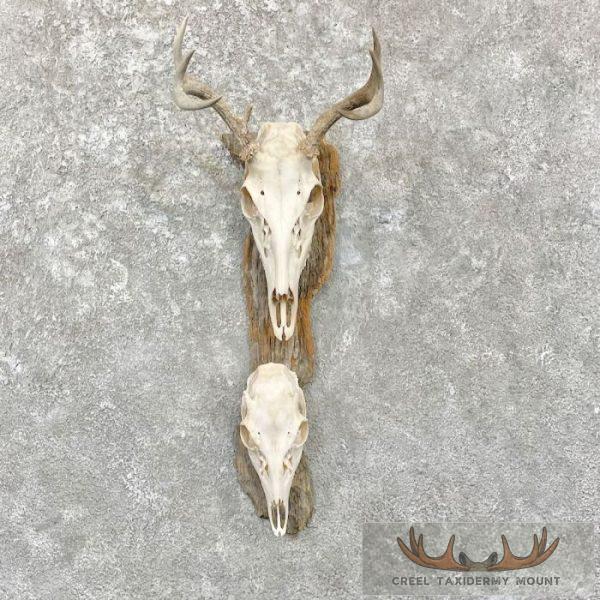 Whitetail Deer Skulls European Taxidermy Mount For Sale