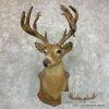 1932 Trophy Book Whitetail Deer Taxidermy Shoulder Mount For Sale