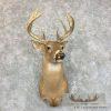 Whitetail Deer Taxidermy Shoulder Mount For Sale