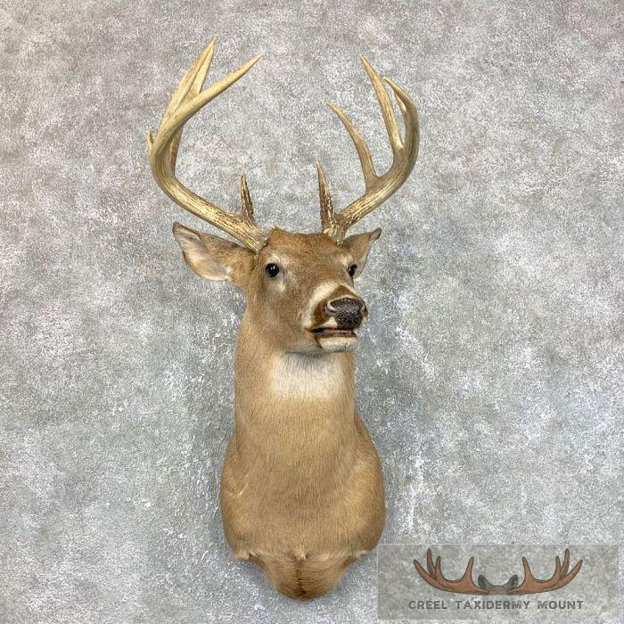 Whitetail Deer Taxidermy Shoulder Mount For Sale