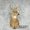 Whitetail Deer Taxidermy Shoulder Mount For Sale