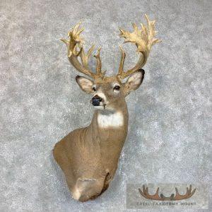 Whitetail Deer Shoulder Taxidermy Mount Taxidermy