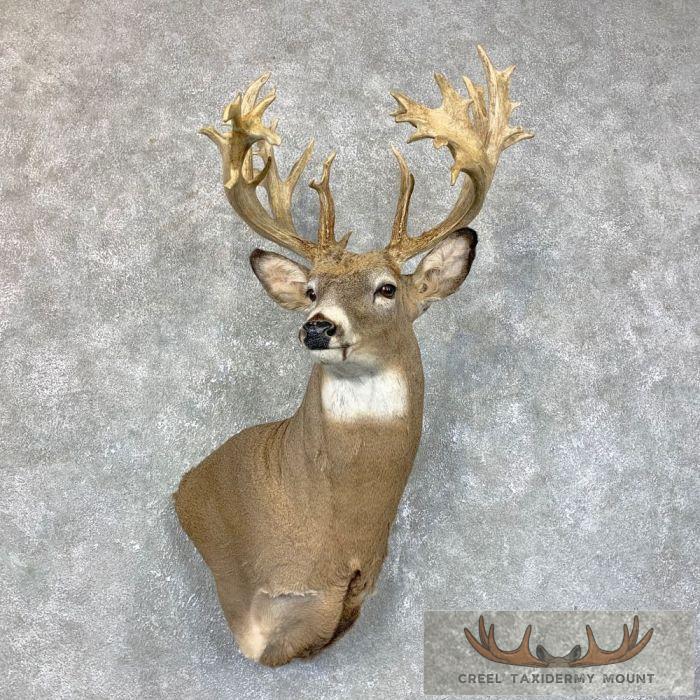 Whitetail Deer Shoulder Taxidermy Mount For Sale