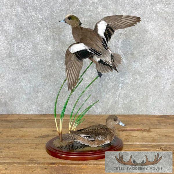 American Wigeon Duck Taxidermy Bird Mount For Sale