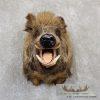 Wild Boar Taxidermy Shoulder Mount For Sale