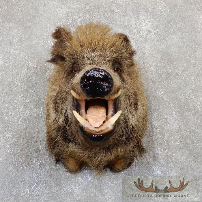 Wild Boar Taxidermy Shoulder Mount For Sale - Creel Taxidermy