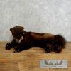Laying Alaskan Wolverine Taxidermy Mount For Sale