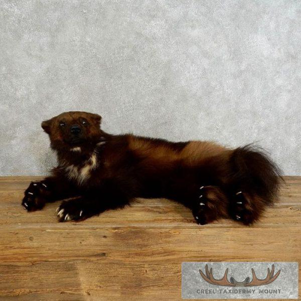 Laying Alaskan Wolverine Taxidermy Mount For Sale