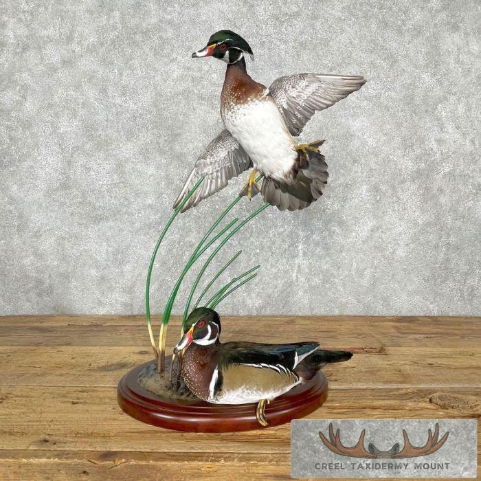 Wood Duck Pair Taxidermy Bird Mount For Sale - Image 2