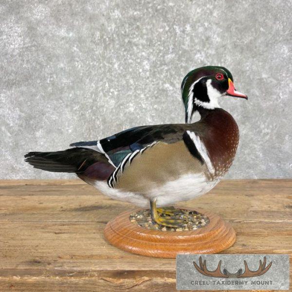 Wood Duck Taxidermy Bird Mount For Sale
