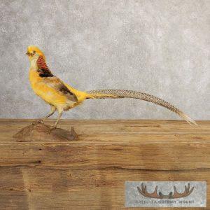 Golden Pheasant Taxidermy Bird Mount Taxidermy