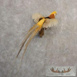 Golden Pheasant Taxidermy Bird Mount Taxidermy