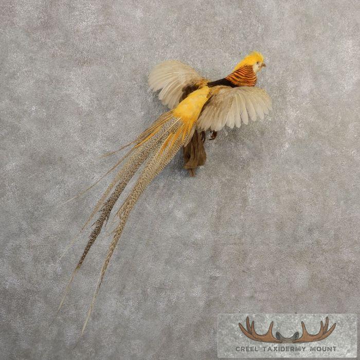 Golden Pheasant Taxidermy Bird Mount For Sale