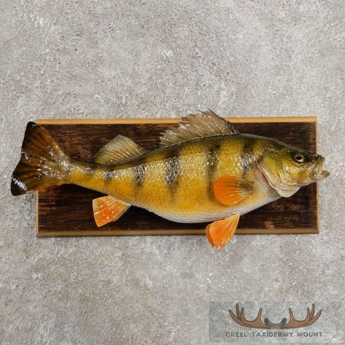 Perch Freshwater Fish Taxidermy Mount For Sale