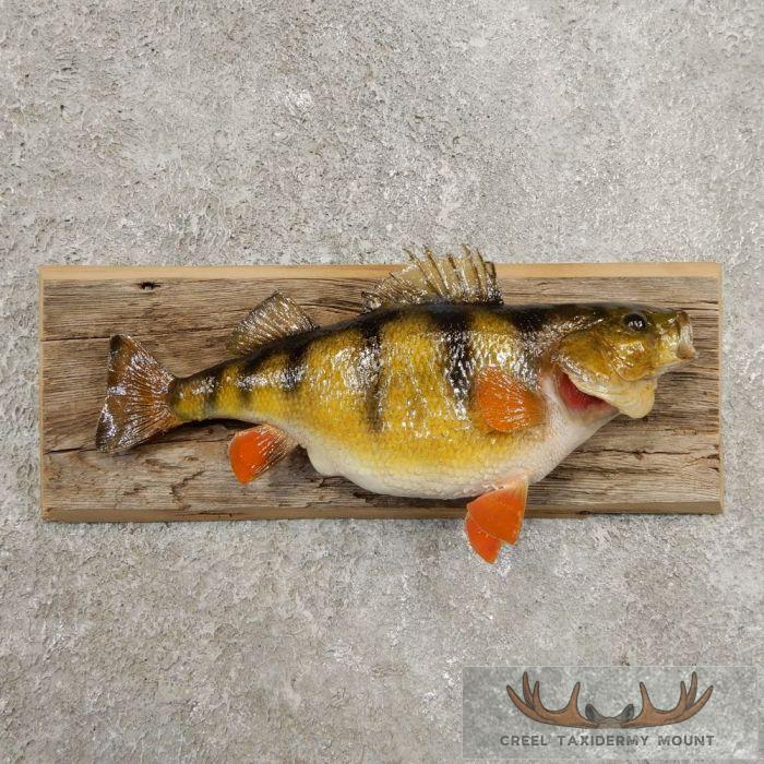 Perch Freshwater Fish Taxidermy Mount For Sale