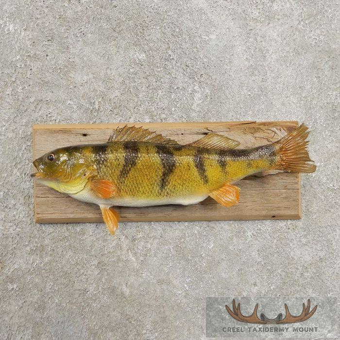Perch Freshwater Fish Taxidermy Mount For Sale