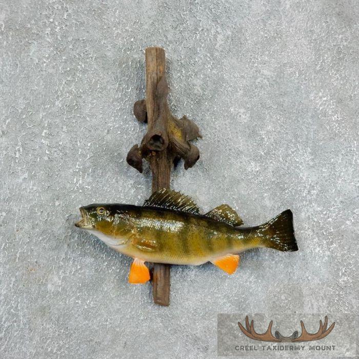 11.5" Perch Freshwater Fish Taxidermy Mount For Sale