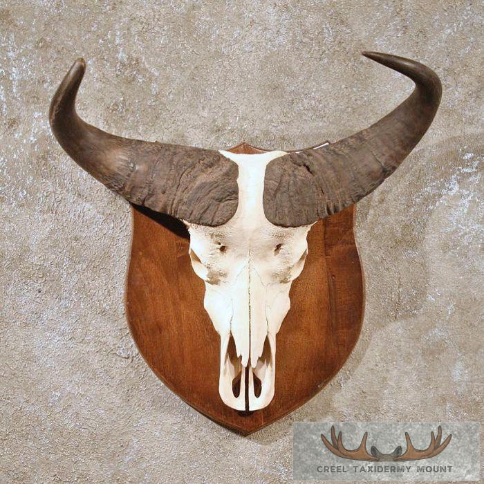 Cape Buffalo Skull & Horns