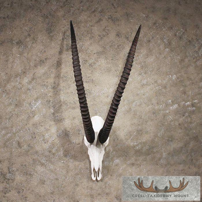 African Sable Skull & Horns