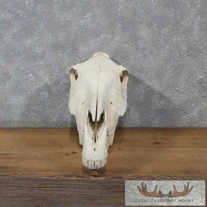 Burchell's Zebra Skull Taxidermy For Sale - Image 2