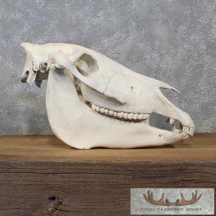 Burchell's Zebra Skull Taxidermy For Sale - Image 3