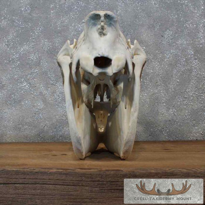 Burchell's Zebra Skull Taxidermy For Sale - Image 5