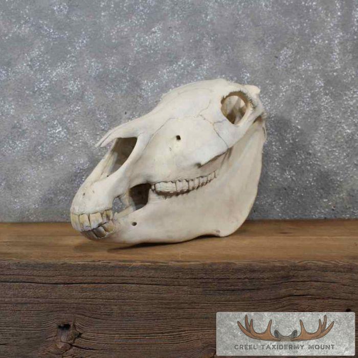 Burchell's Zebra Skull Taxidermy For Sale - Image 6