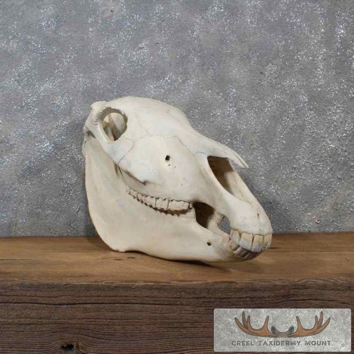 Burchell's Zebra Skull Taxidermy For Sale - Image 4